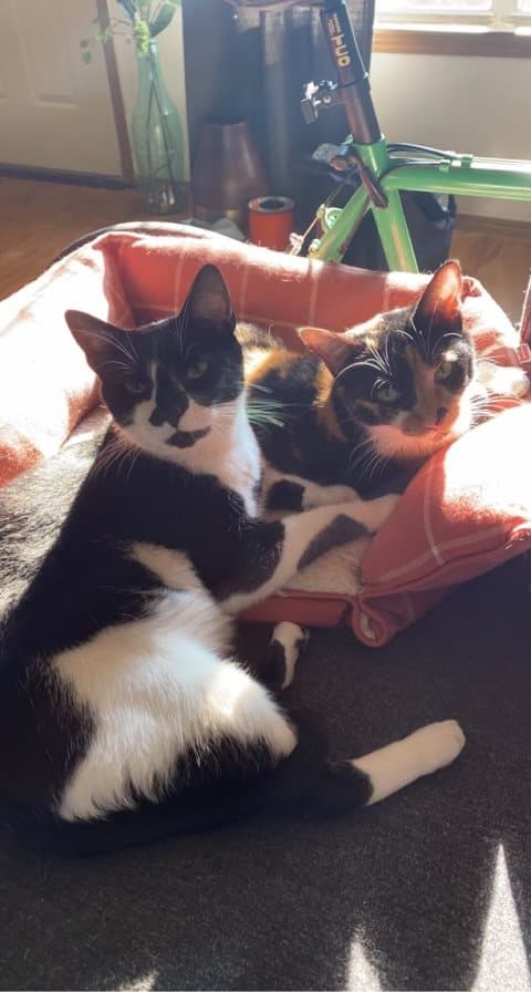 Two cats, a tuxedo and a calico, curled up together in an orange cat bed in a sunny room