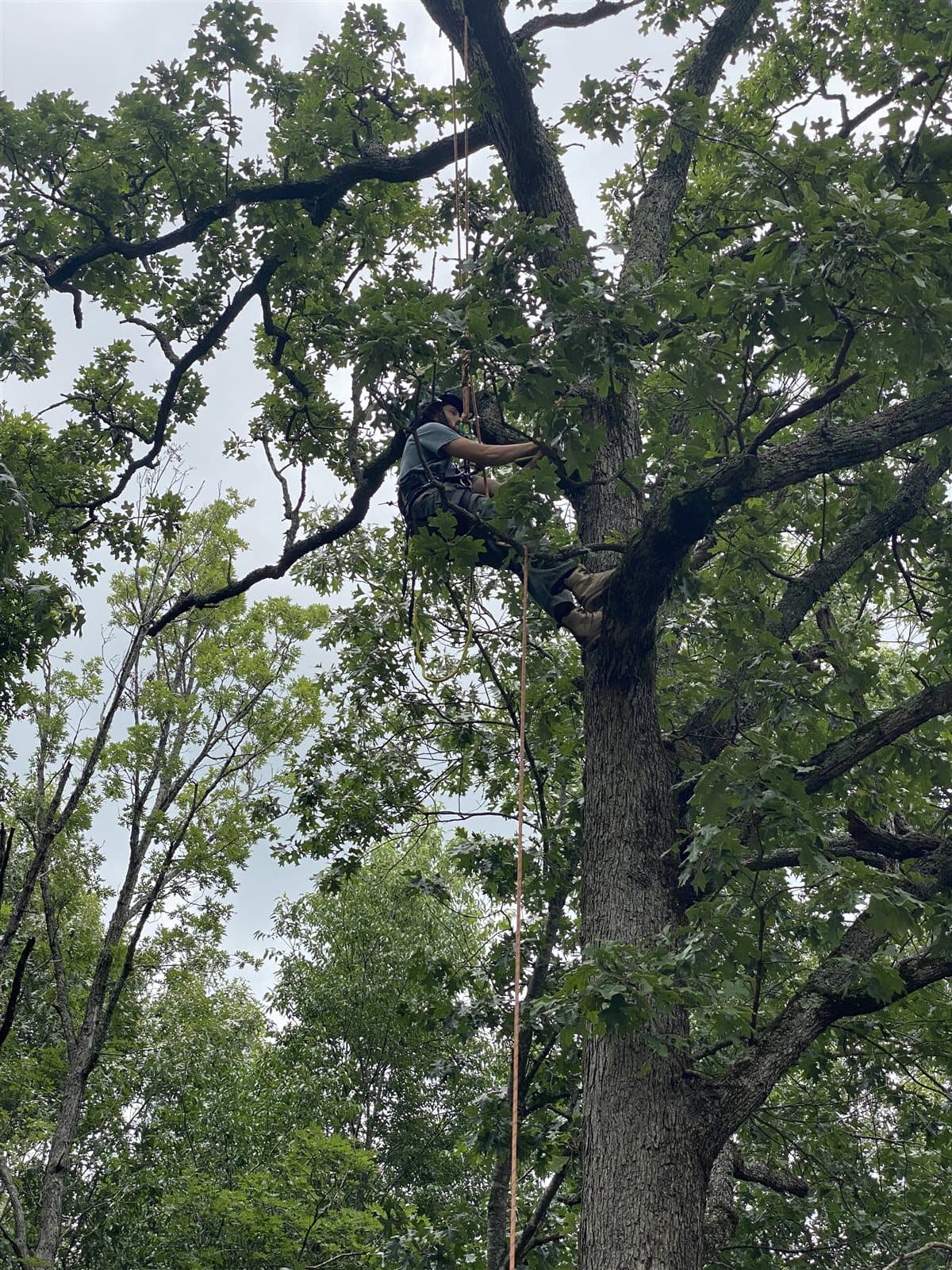 A climber on rope high in the canopy of a mature oak tree